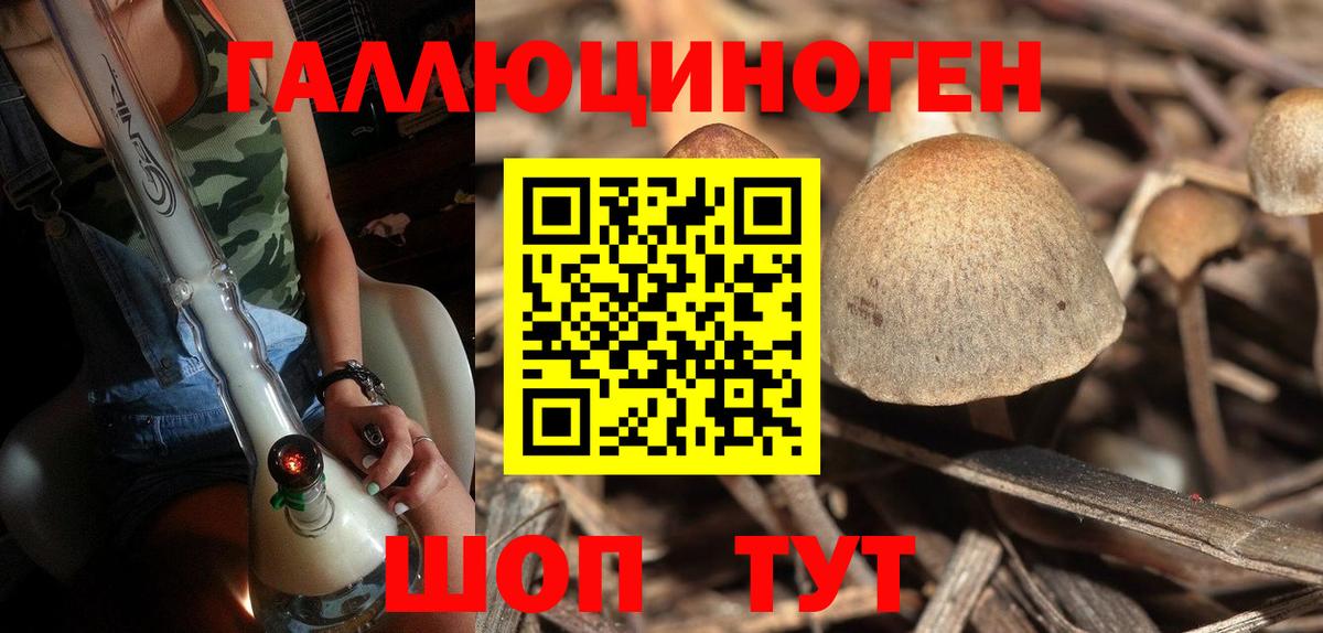 Псилоцибиновые грибы Psilocybe Туапсе